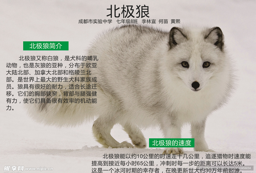 北极狼介绍