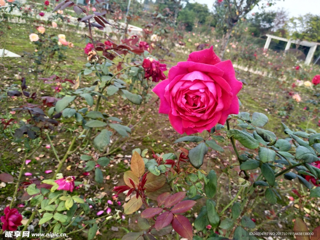 大自然花
