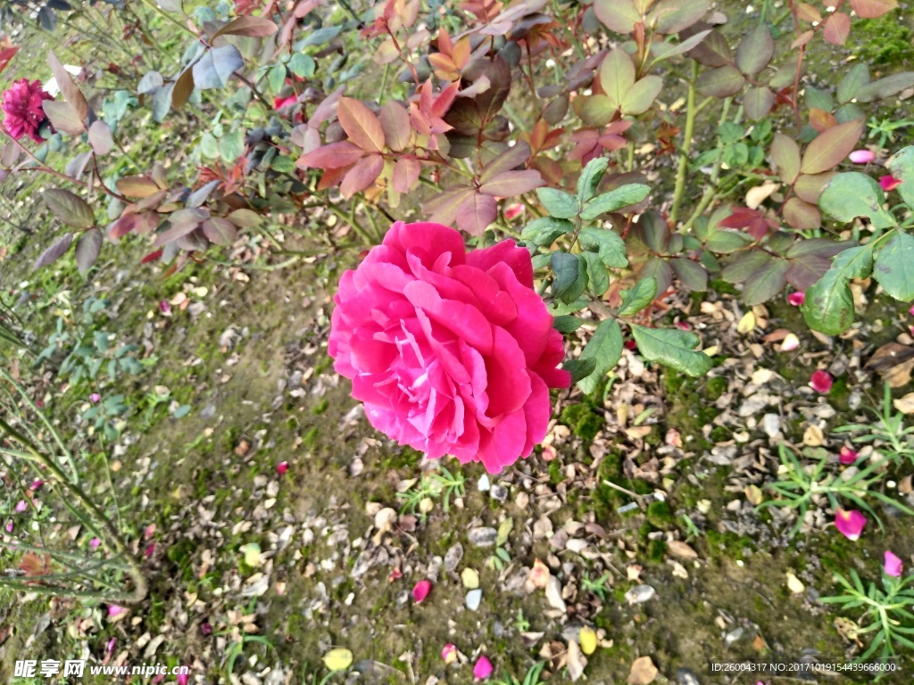 自然花朵
