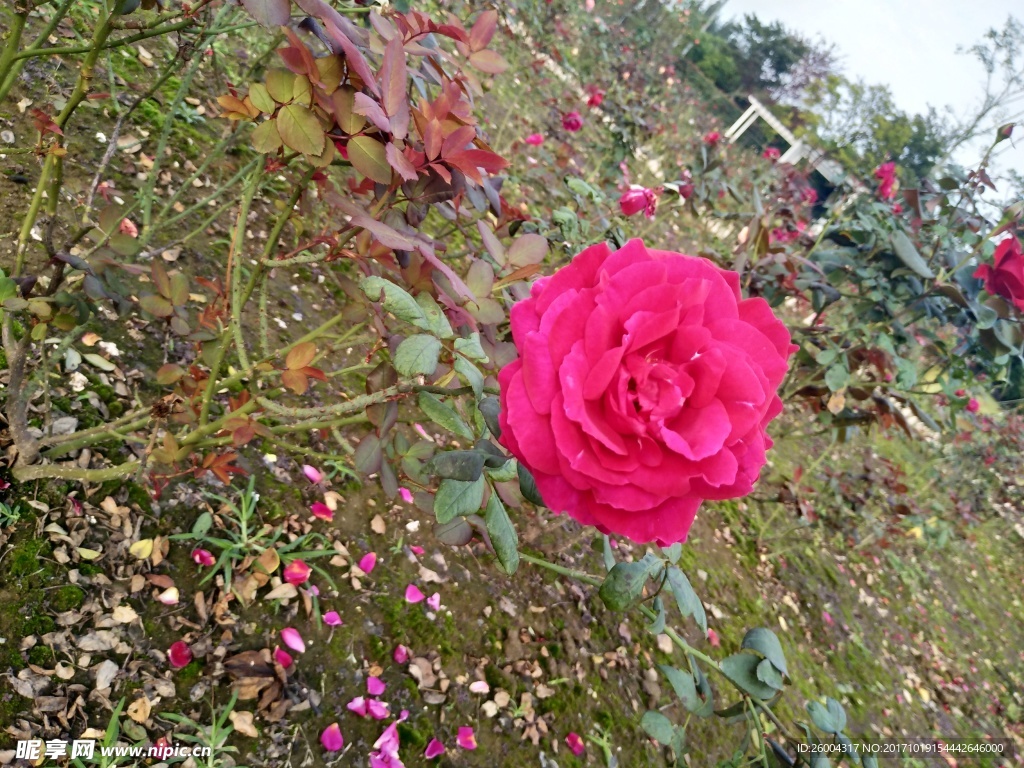 花