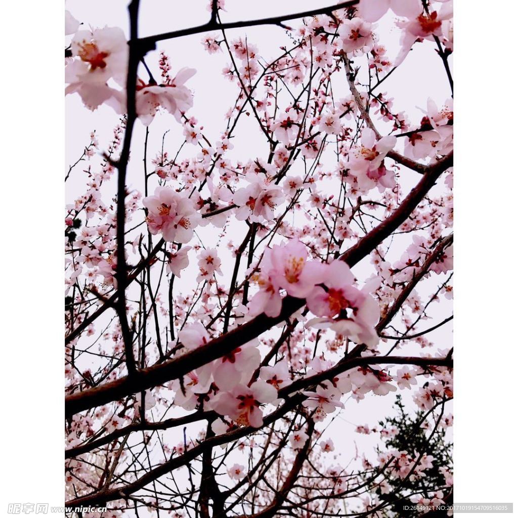 三生三世十里桃花
