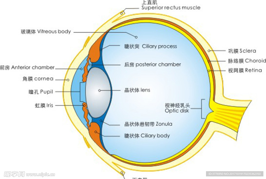 药学眼球