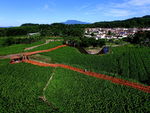 岭脚村桑田