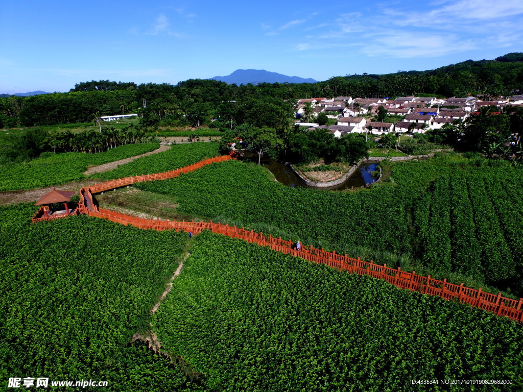 岭脚村桑田