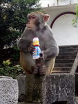 野生猴子