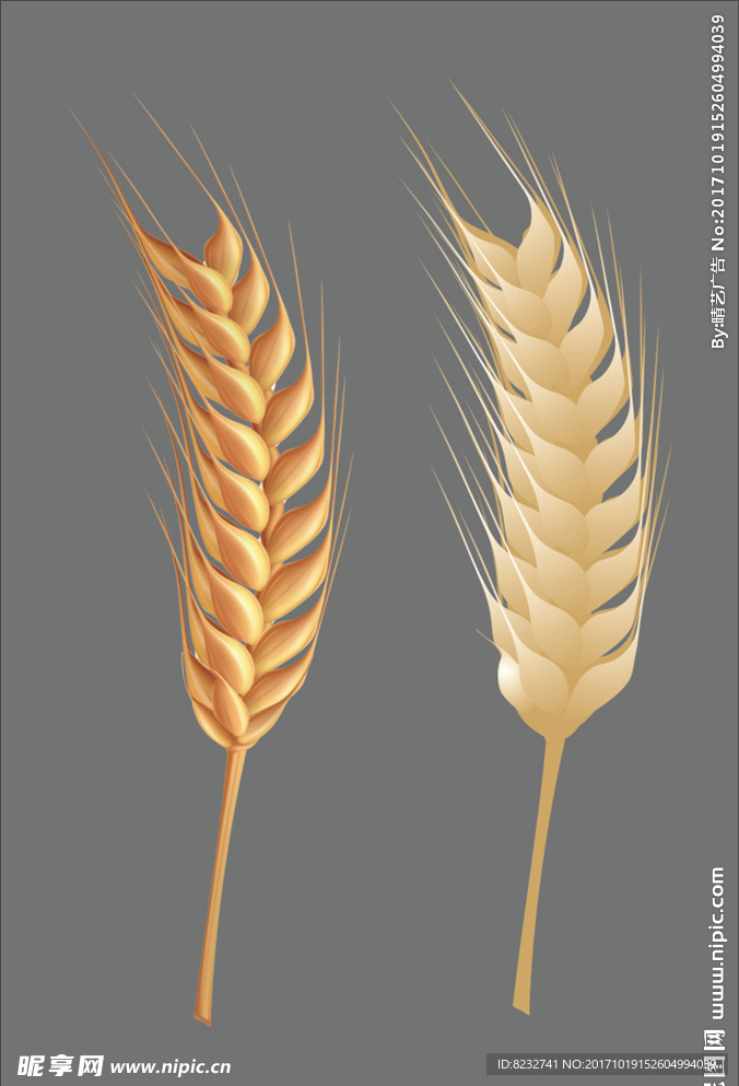 麦子 麦穗 粮食 小麦  麦子