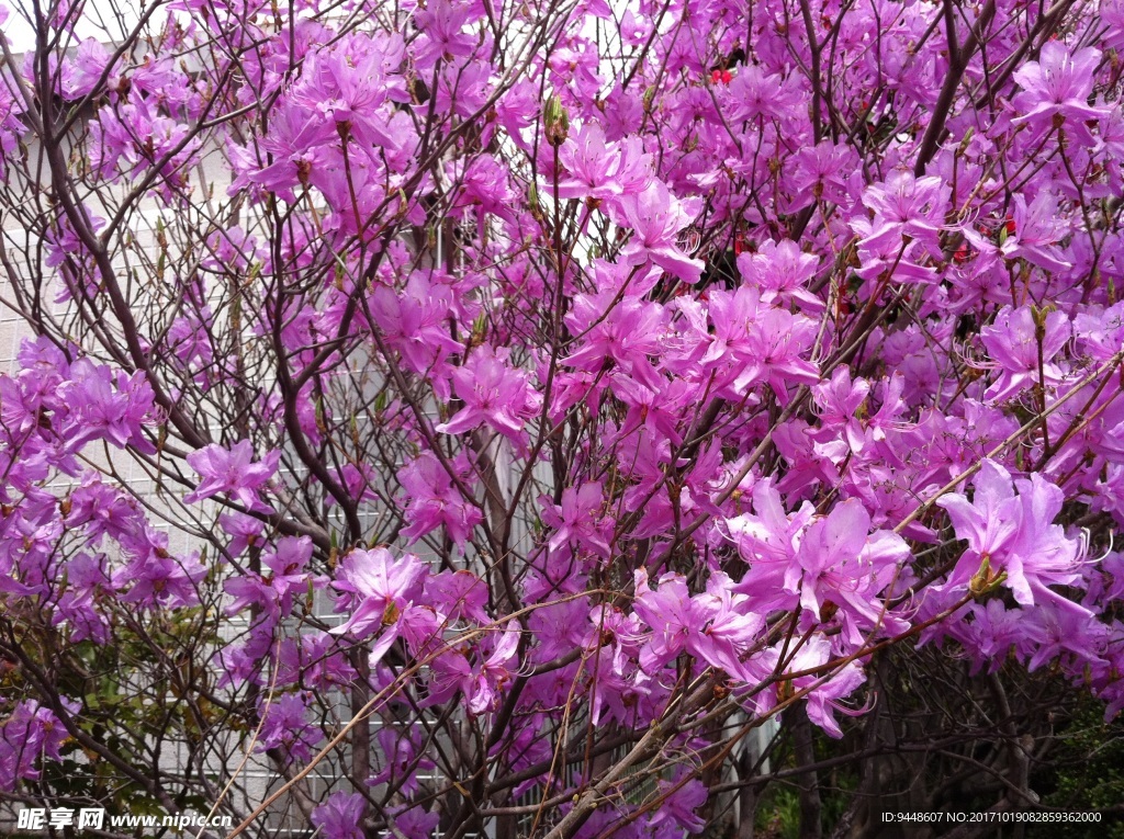 生机勃勃杜鹃花图片