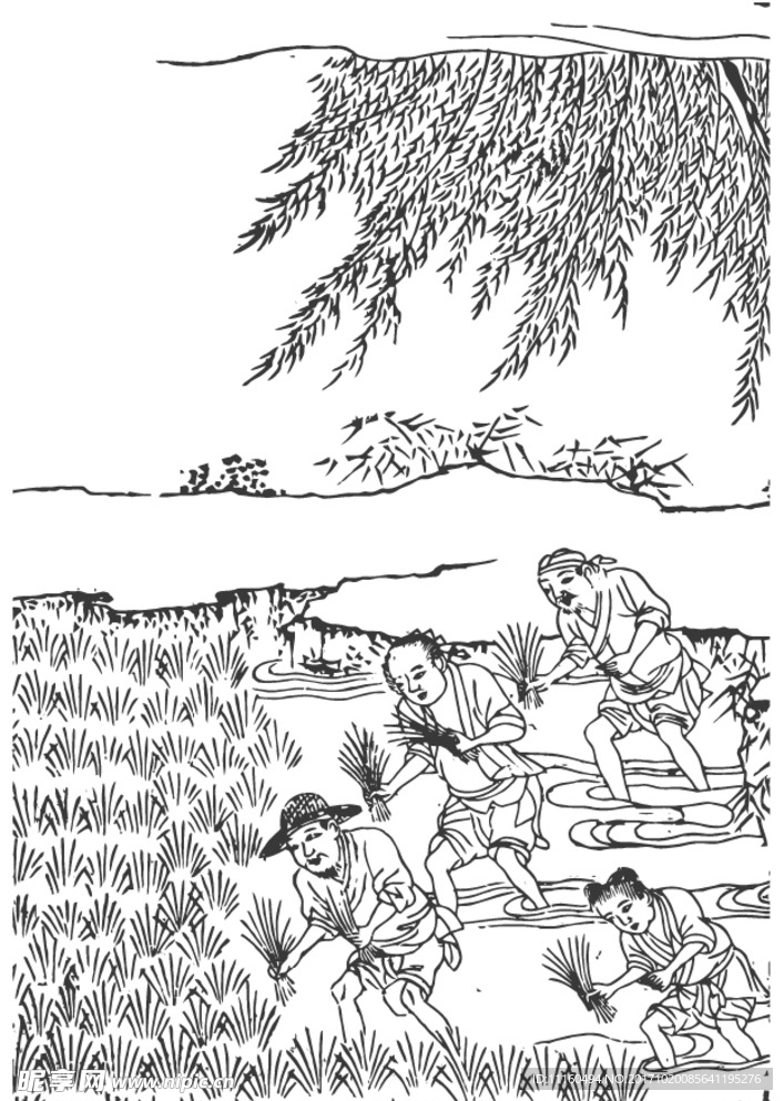 插秧