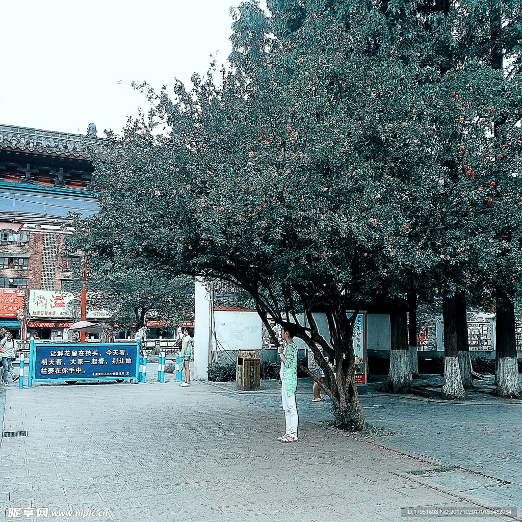树木