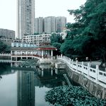 树木