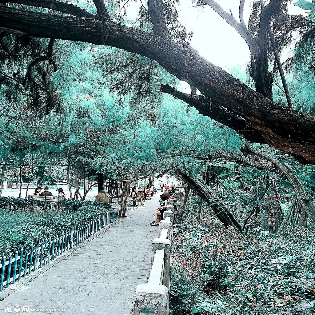 树木