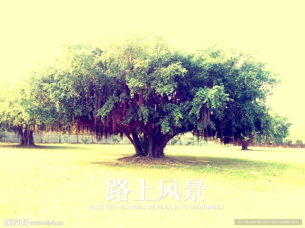 榕树