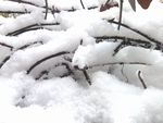 雪