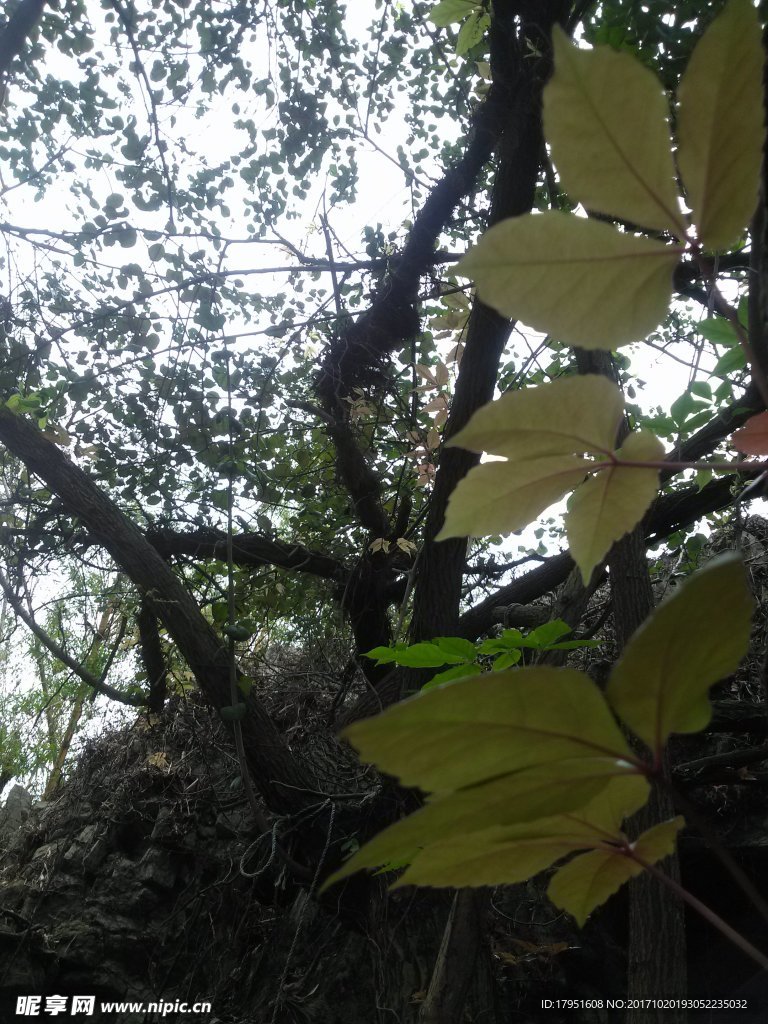 树木