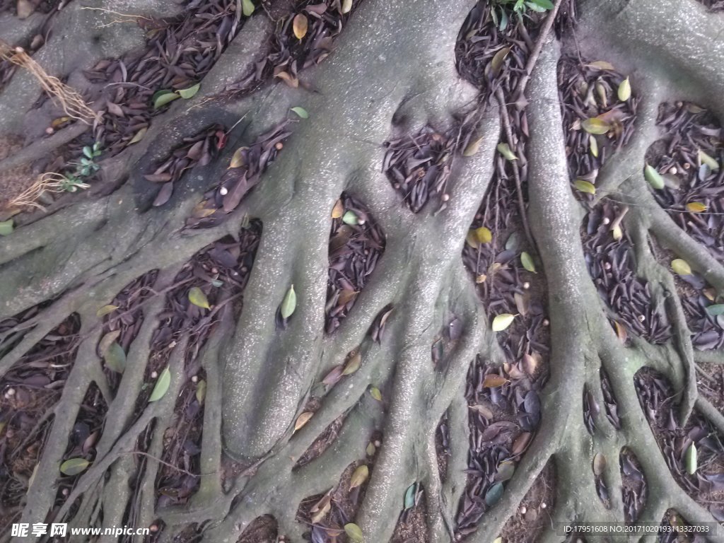 树根