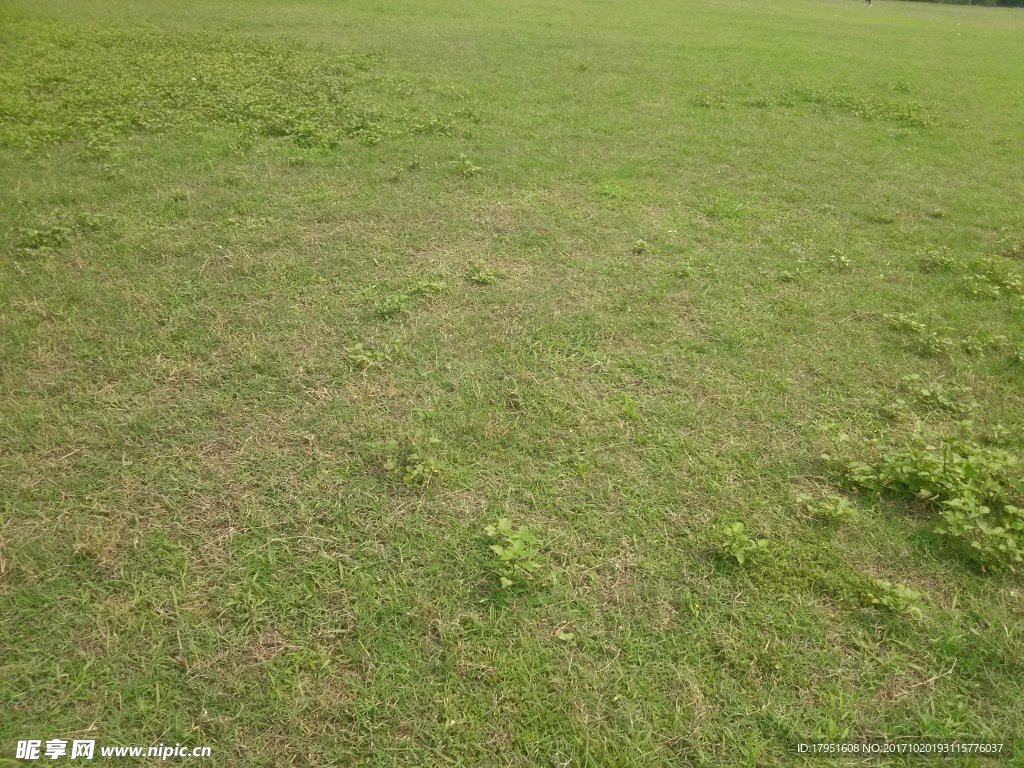 草坪