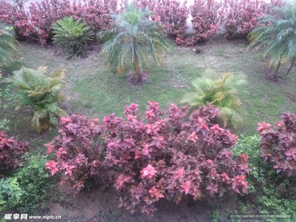 景色
