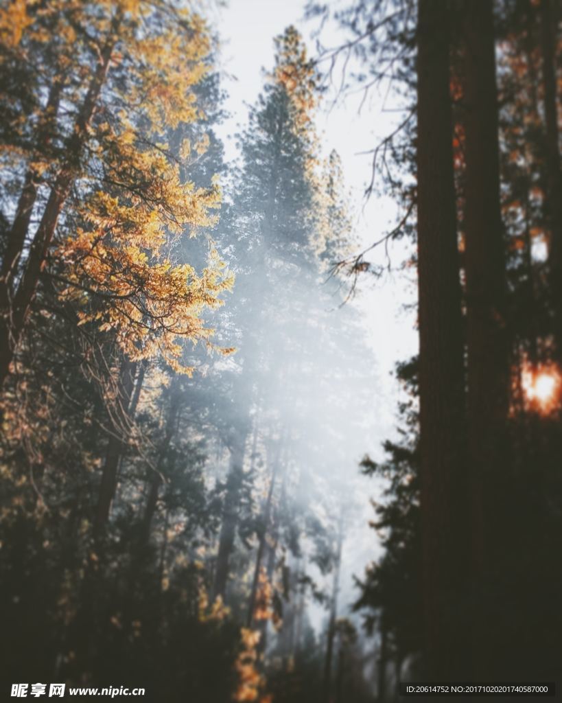 树林美景