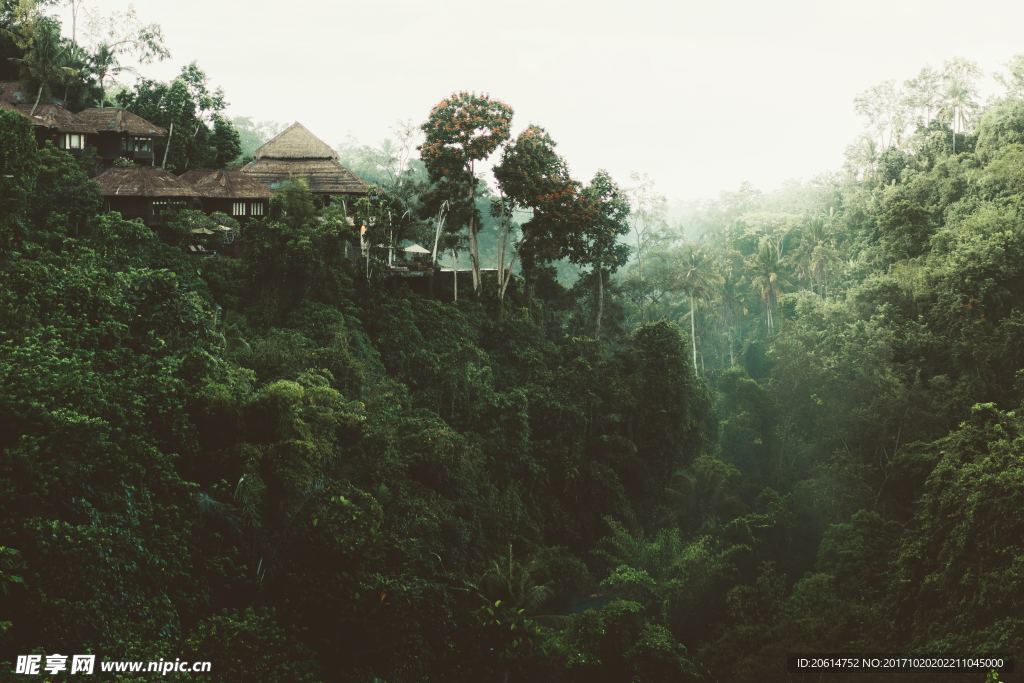 森林美景
