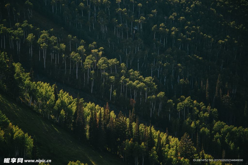 森林美景