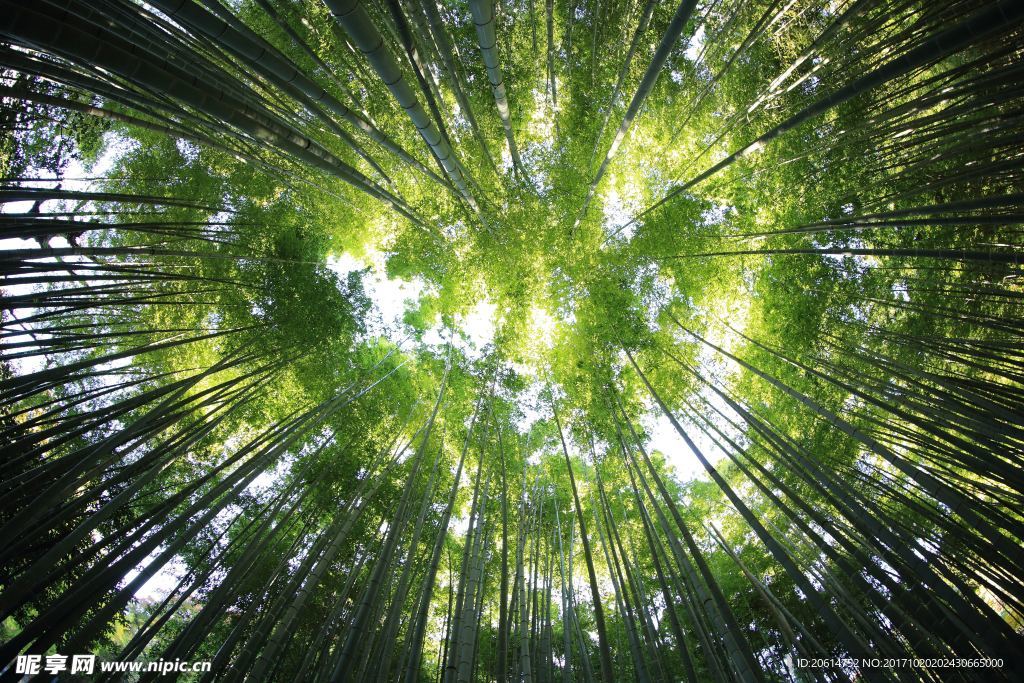 竹林美景