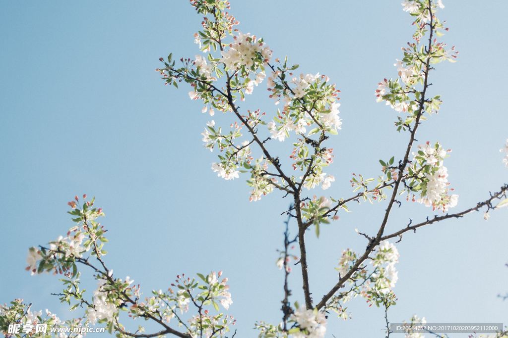 盛开的花朵摄影图__花草_生物世界_摄影图库_昵图网