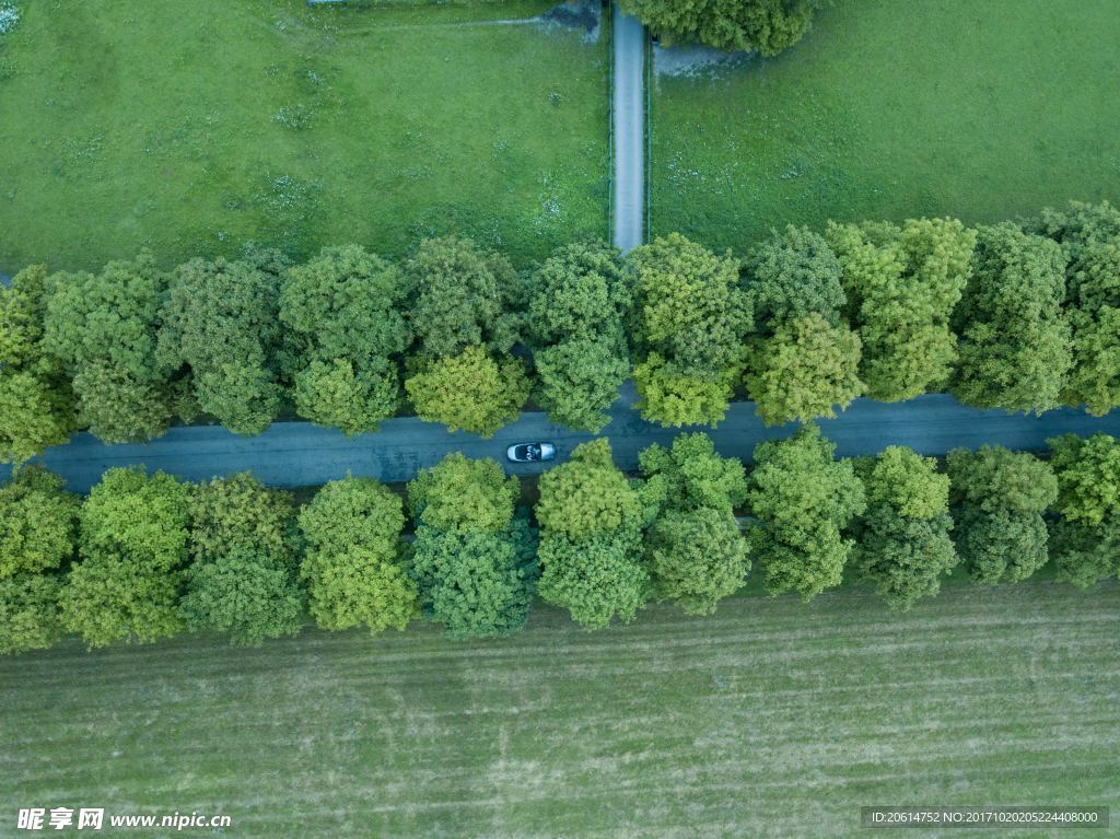 穿越树林的道路