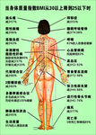 BMI 人体 解剖图 女 病症
