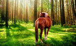 森林中的马
