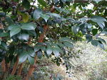 油茶树