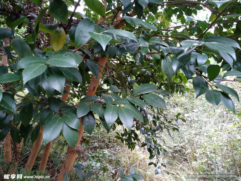 油茶树