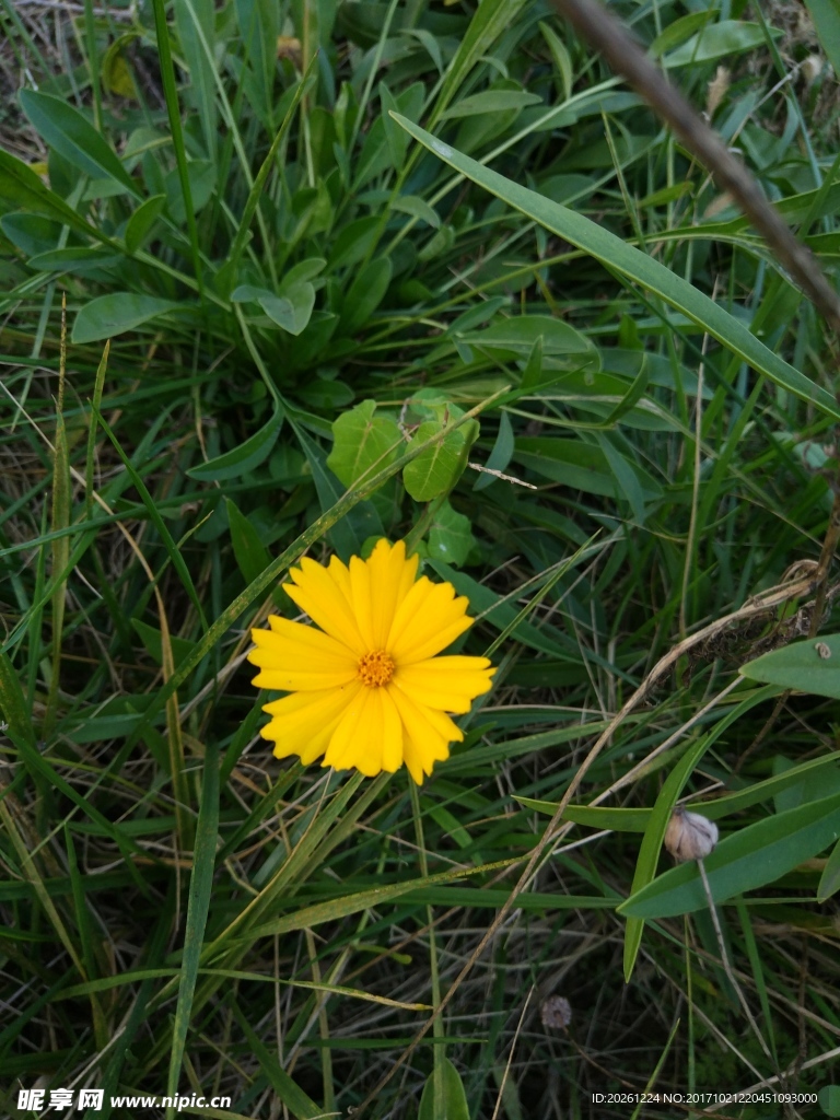 小黄花