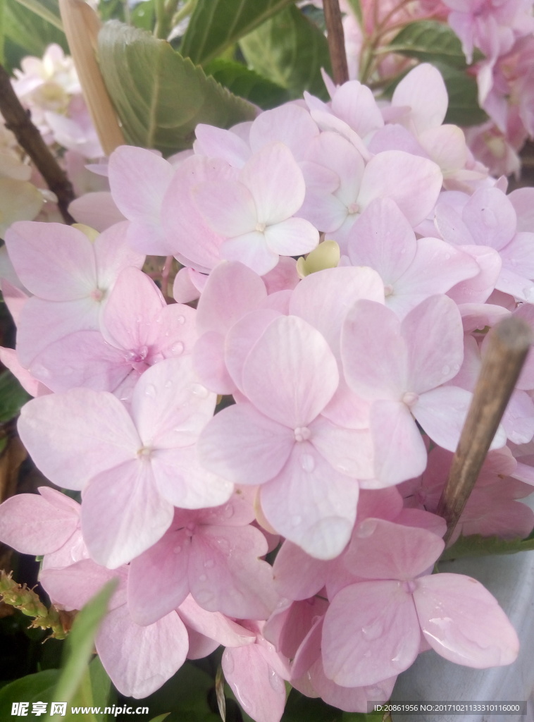 绣球花