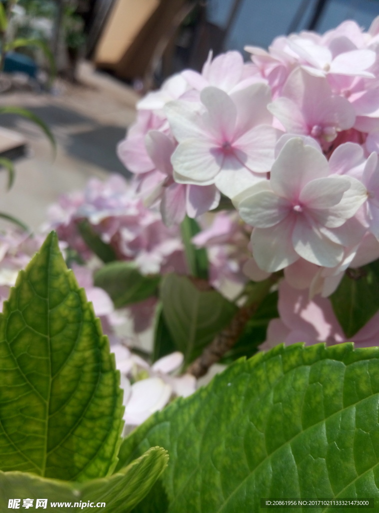 粉色绣球花