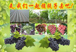 葡萄广告素材