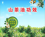 山茶油功效展板