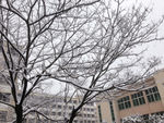 雪