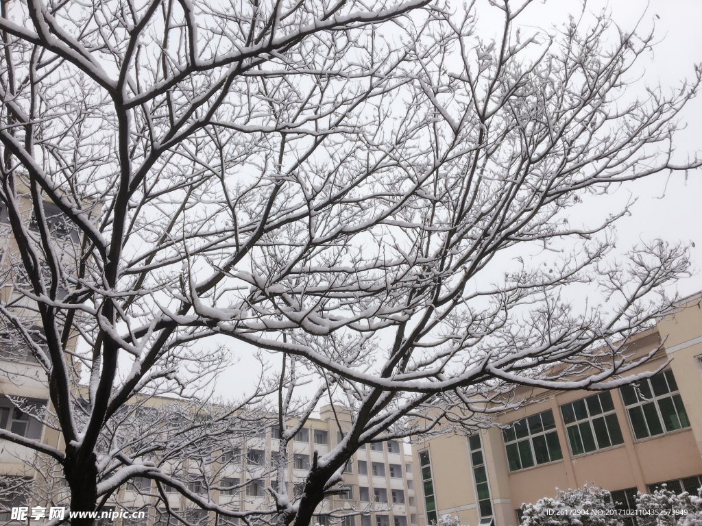 雪