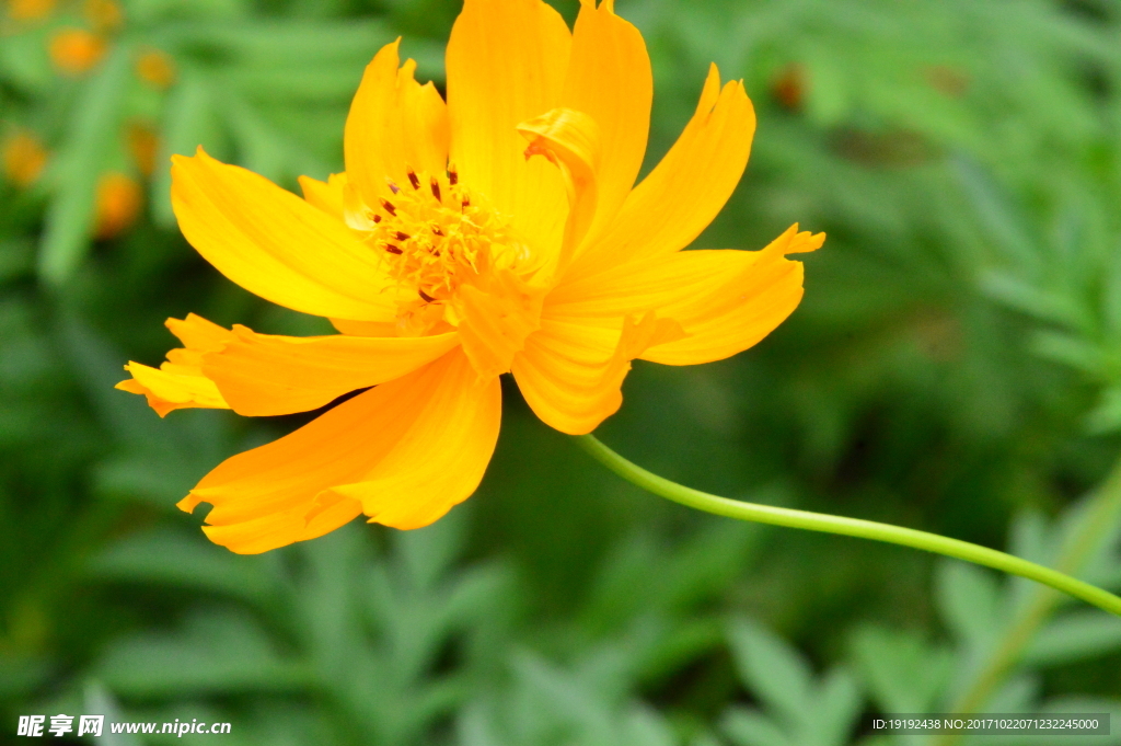 硫华菊