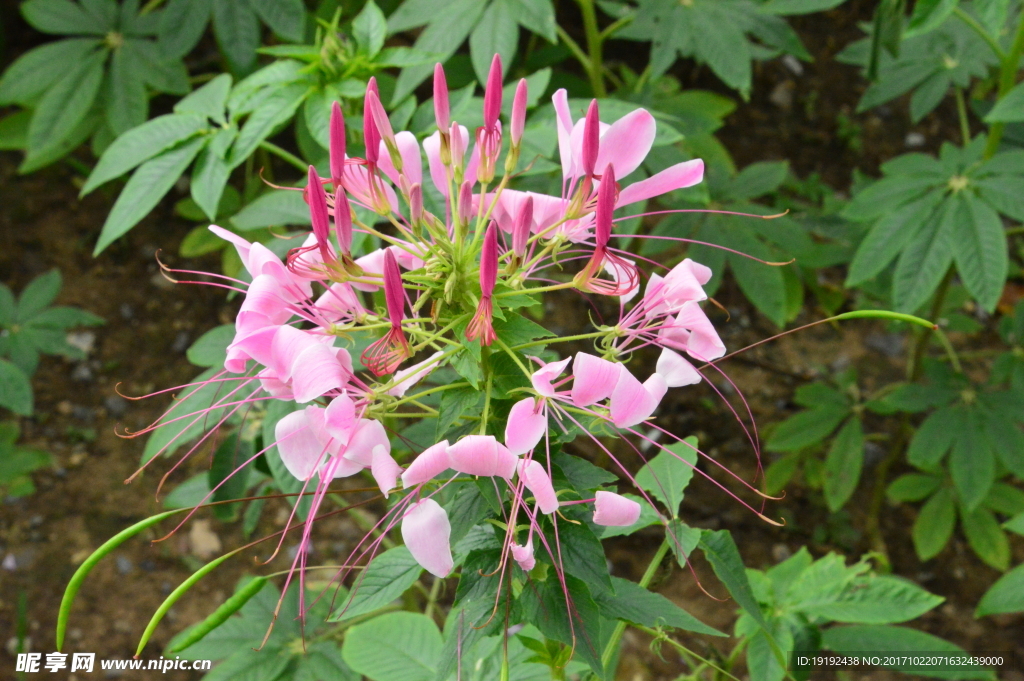 醉蝶花