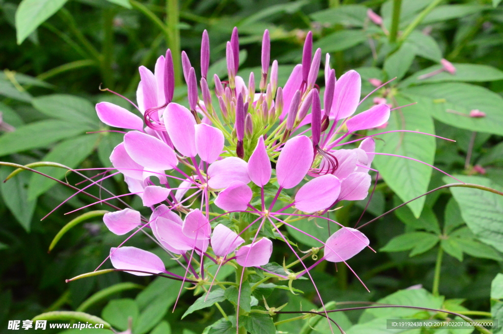 醉蝶花