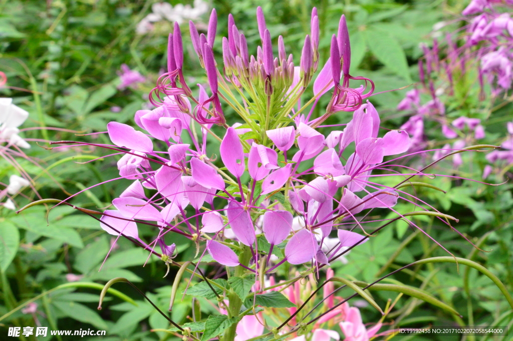 醉蝶花