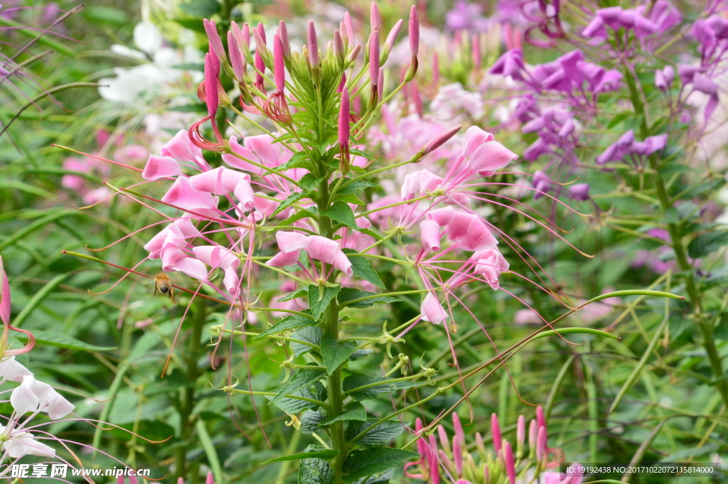 醉蝶花