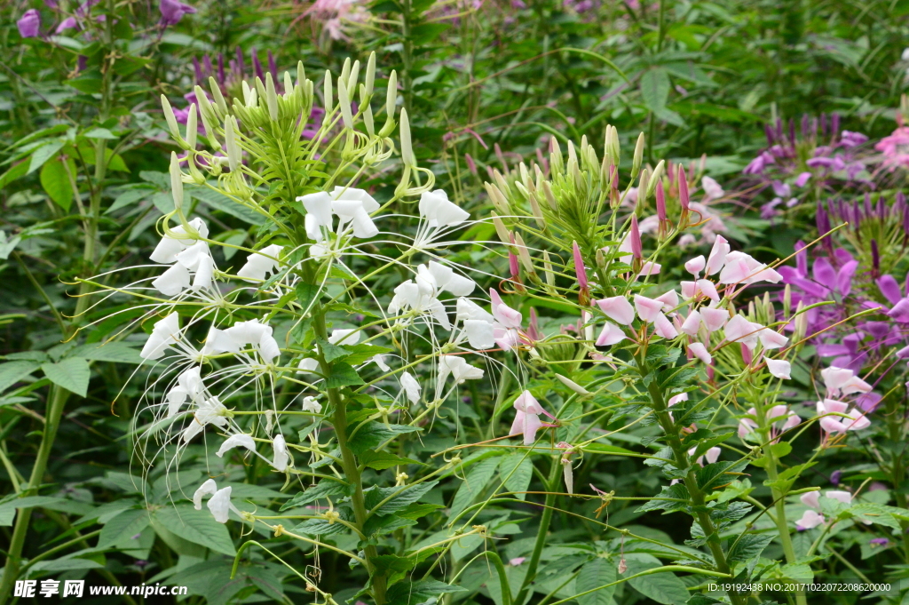 醉蝶花