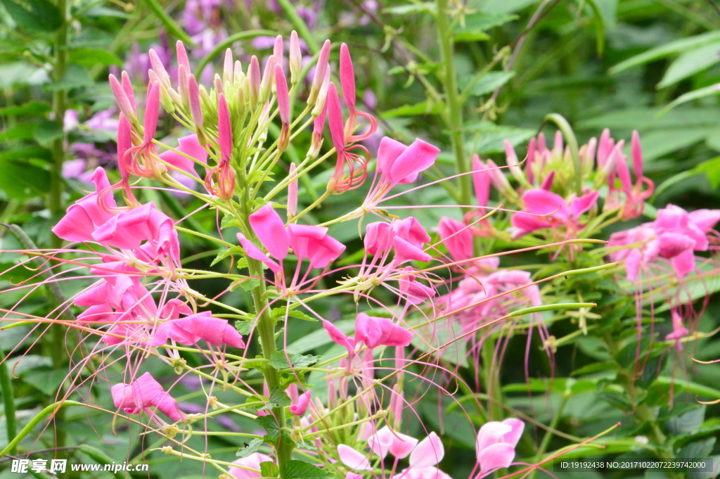 醉蝶花