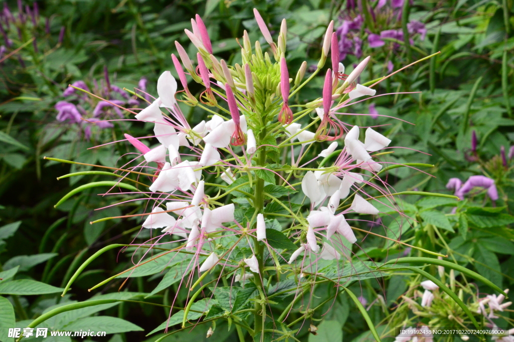 醉蝶花