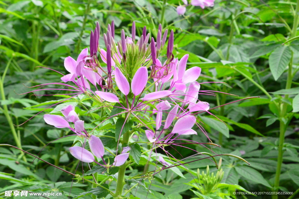 醉蝶花