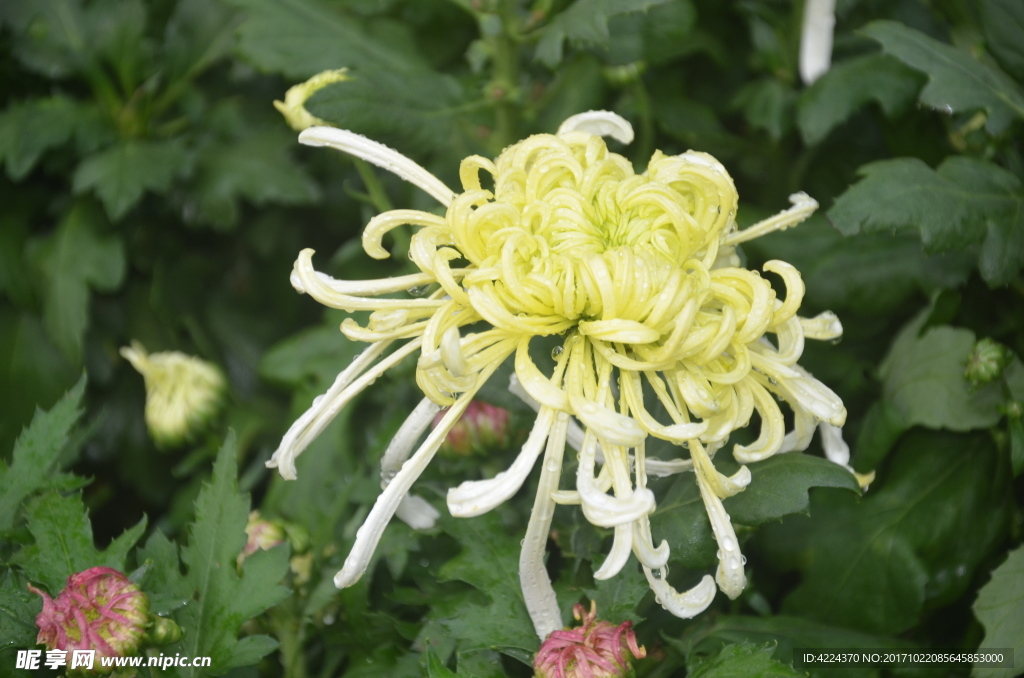 菊花