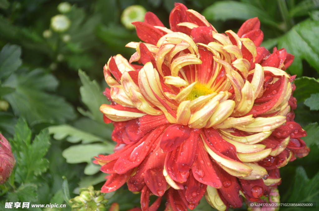 菊花