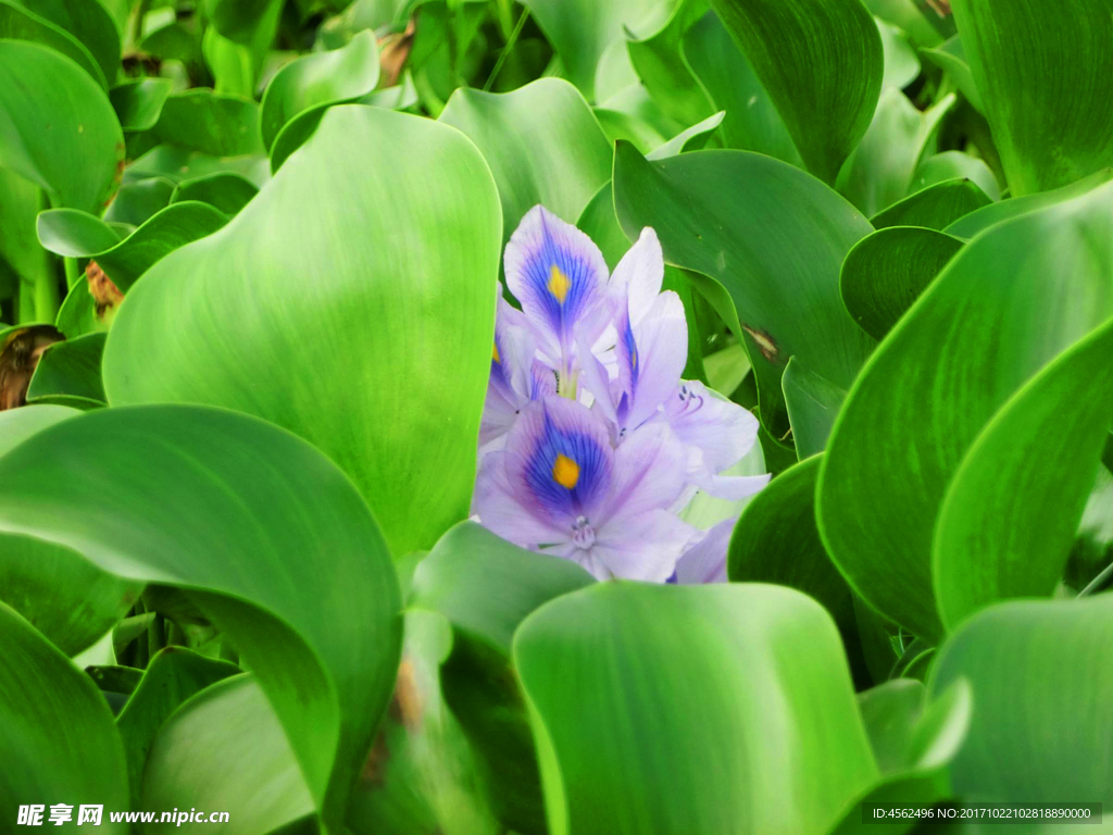 水葫芦